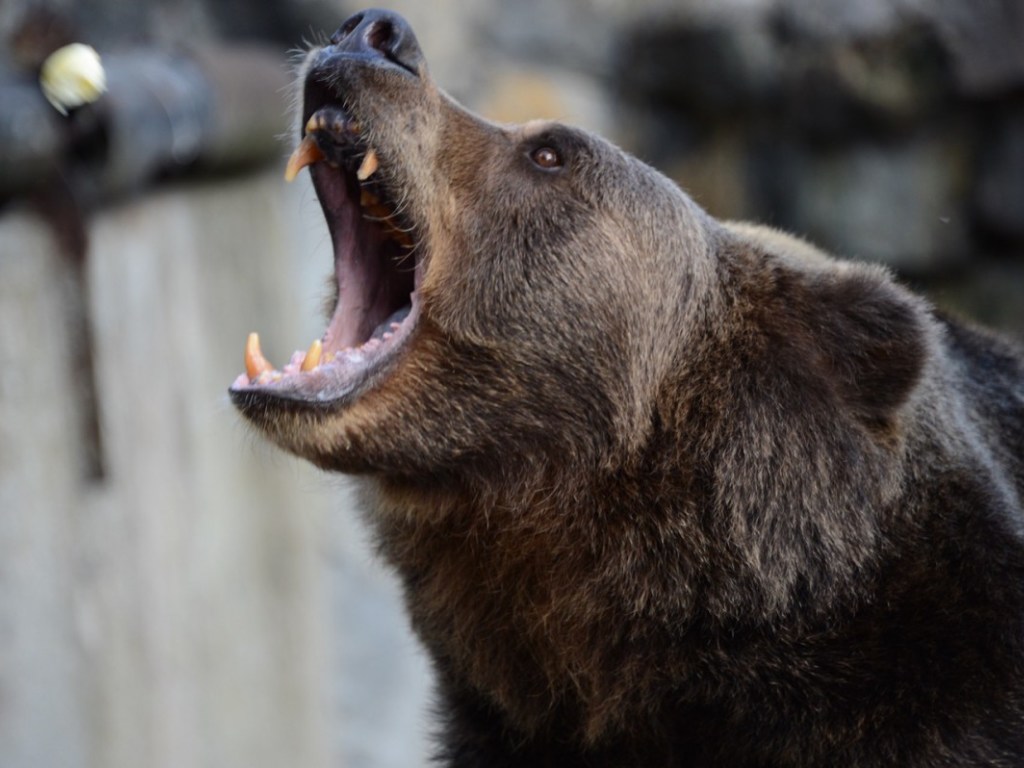 В США медведь уничтожил салон автомобиля (ФОТО)