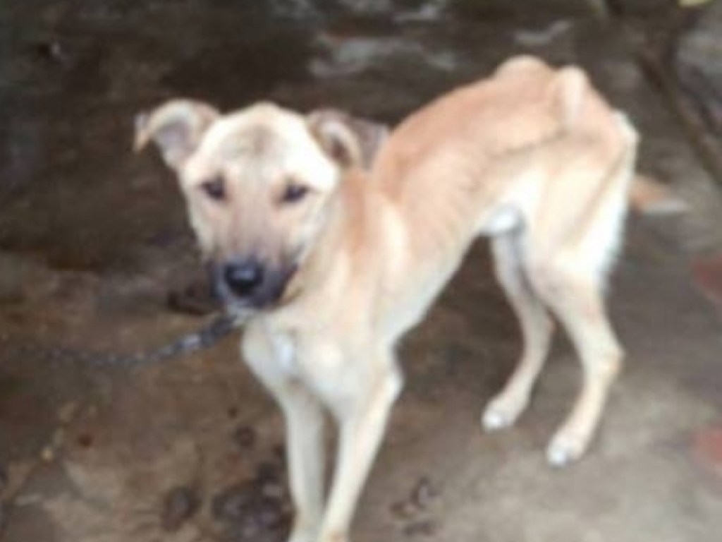 Изголодала до состояния скелета: В Мелитополе в частном дворе обнаружили истощенную собаку (ФОТО)