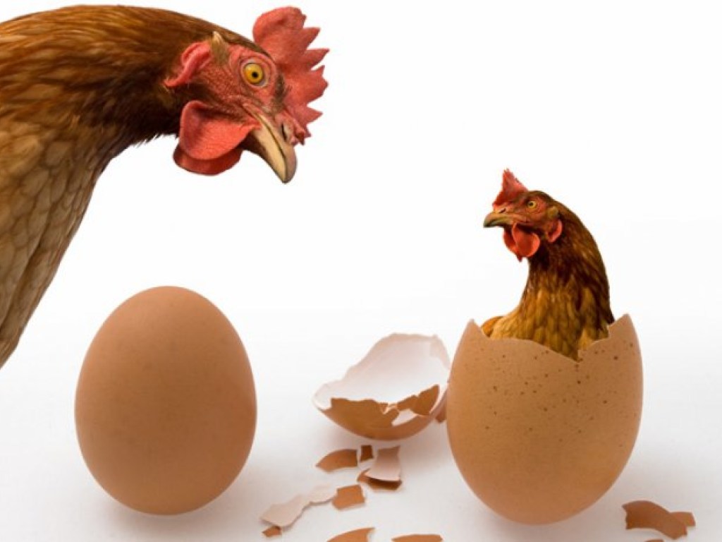 Загадка тысячелетия: Ученые узнали, кто появился раньше &#8212; курица или яйцо
