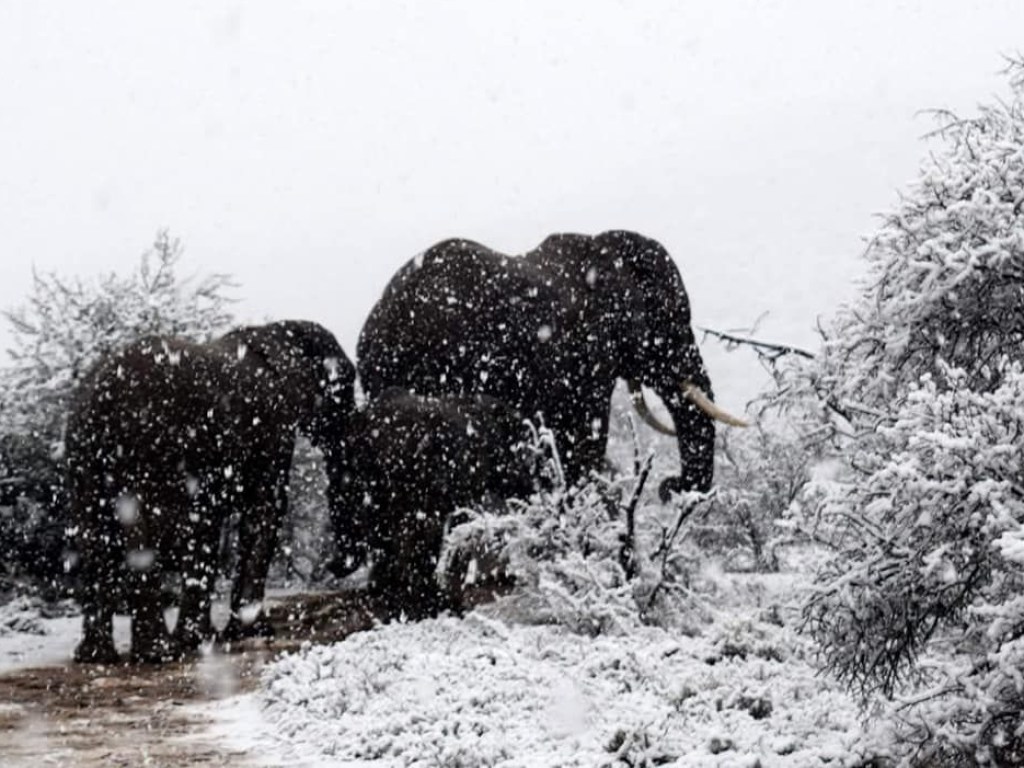 Жираф и слоны потрясены: В заповеднике в Африке впервые за долгие годы выпал снег (ФОТО, ВИДЕО)