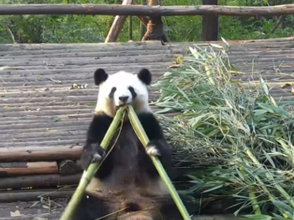 Панда научилась мастерски ломать ветки бамбука и покорила Сеть (ВИДЕО)