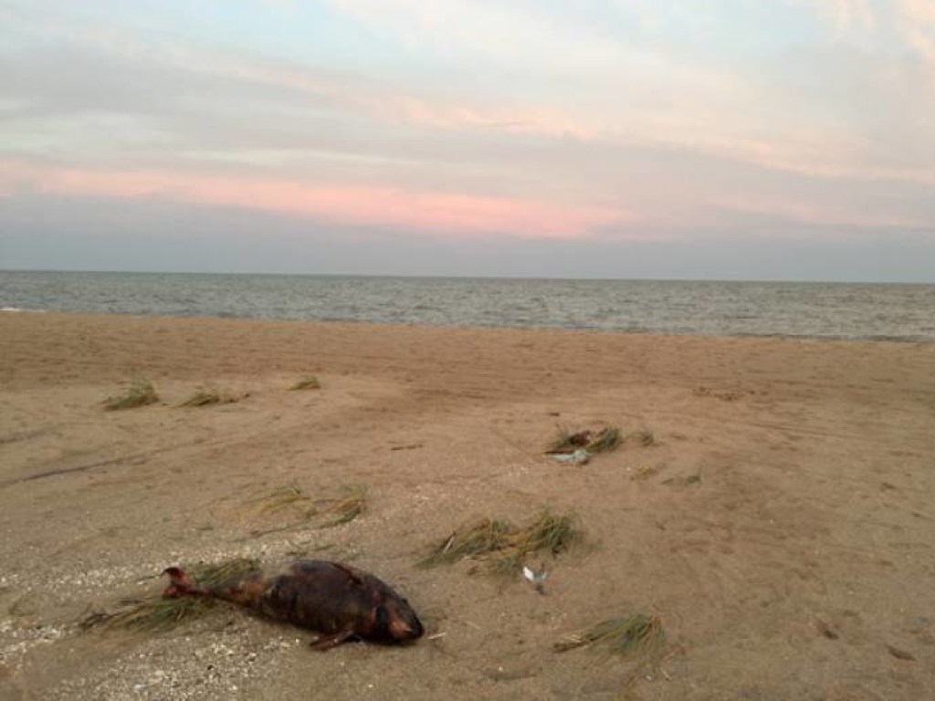 Жители Бердянска нашли на берегу тела мертвых дельфинов (ФОТО)