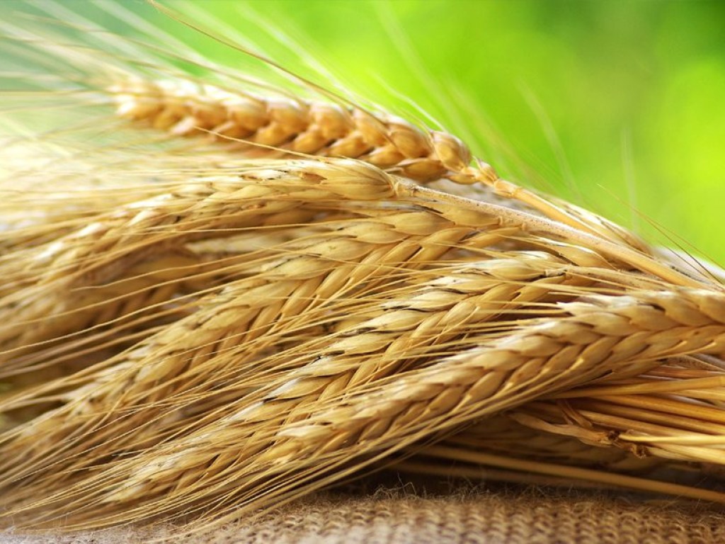 Падение экспорта зерновых из Украины будет компенсировано ростом цен на мировом рынке &#8212; эксперт