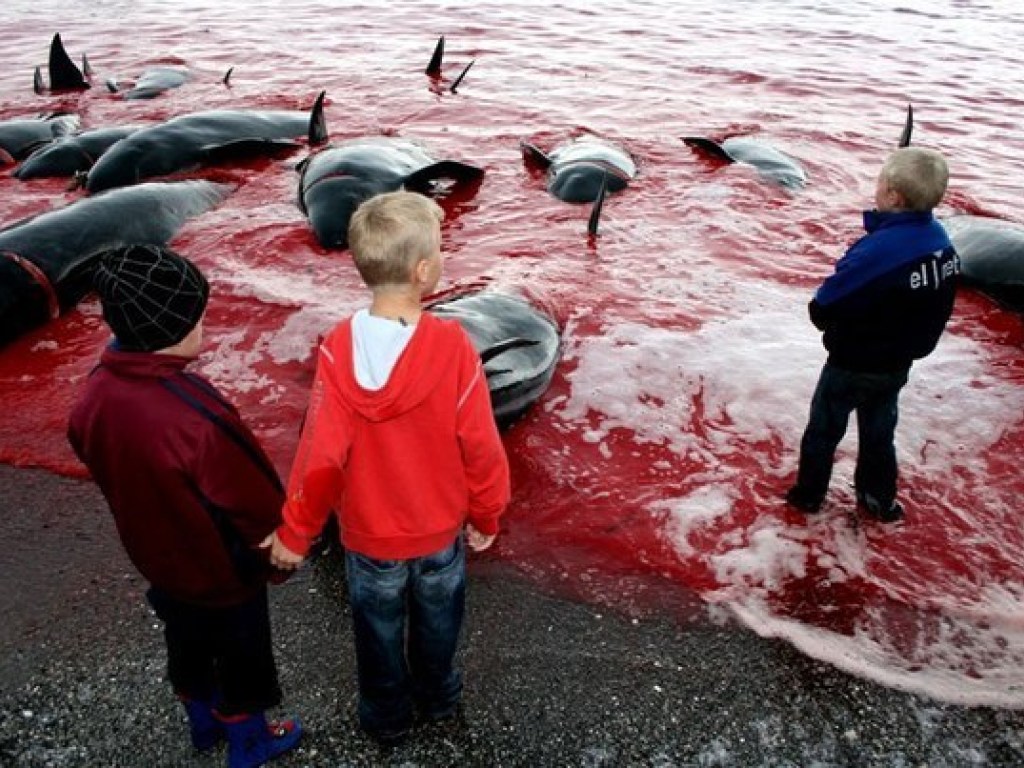 Беспредельная жестокость: Датские рыбаки получали удовольствие от убийства дельфинов