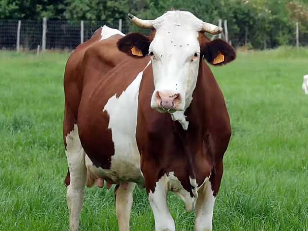 В столице Беларуси  по приказу президента увековечат корову в бронзе