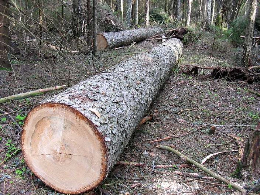 В афере с массовым воровством леса в Украине замешаны государственные чиновники &#8212; эколог