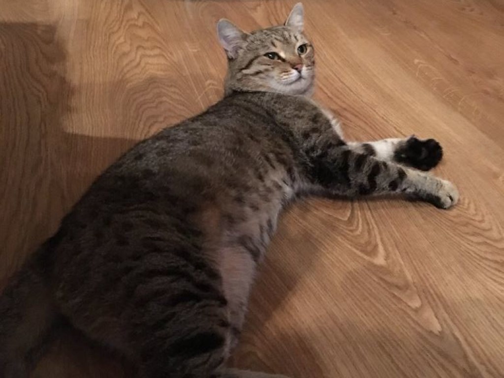 Кот вышел погулять и через семь лет вернулся домой похудевшим (ФОТО)