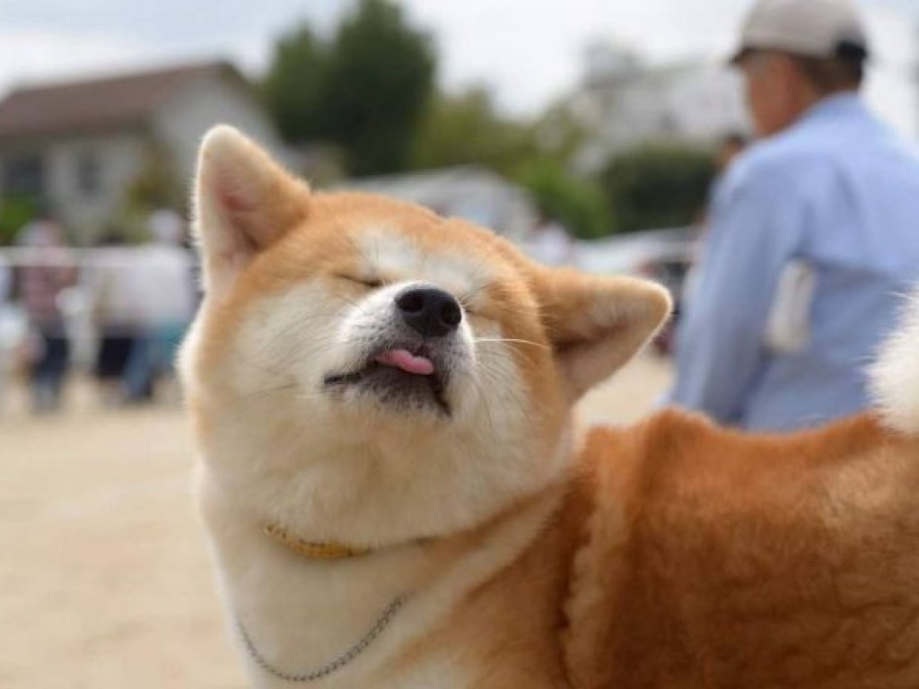 Умный пес заговорил на японском языке и восхитил интернет (ВИДЕО)