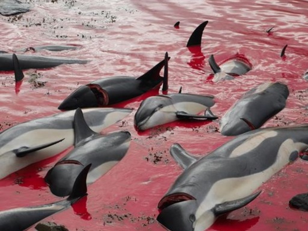 В Сети появились душераздирающие кадры бойни дельфинов на Фарерских островах (ФОТО