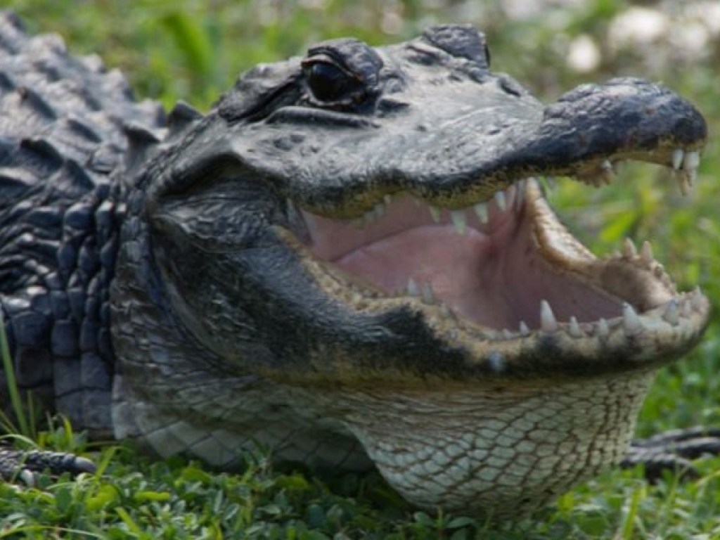 Смелые выдры показали крокодилу, кто хозяин водоема (ВИДЕО)