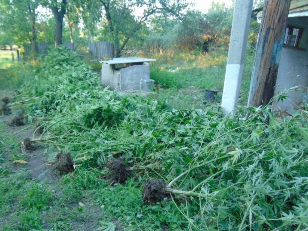 У жителя Николаевской области дома нашли 44 куста конопли и полкило каннабиса (ФОТО)