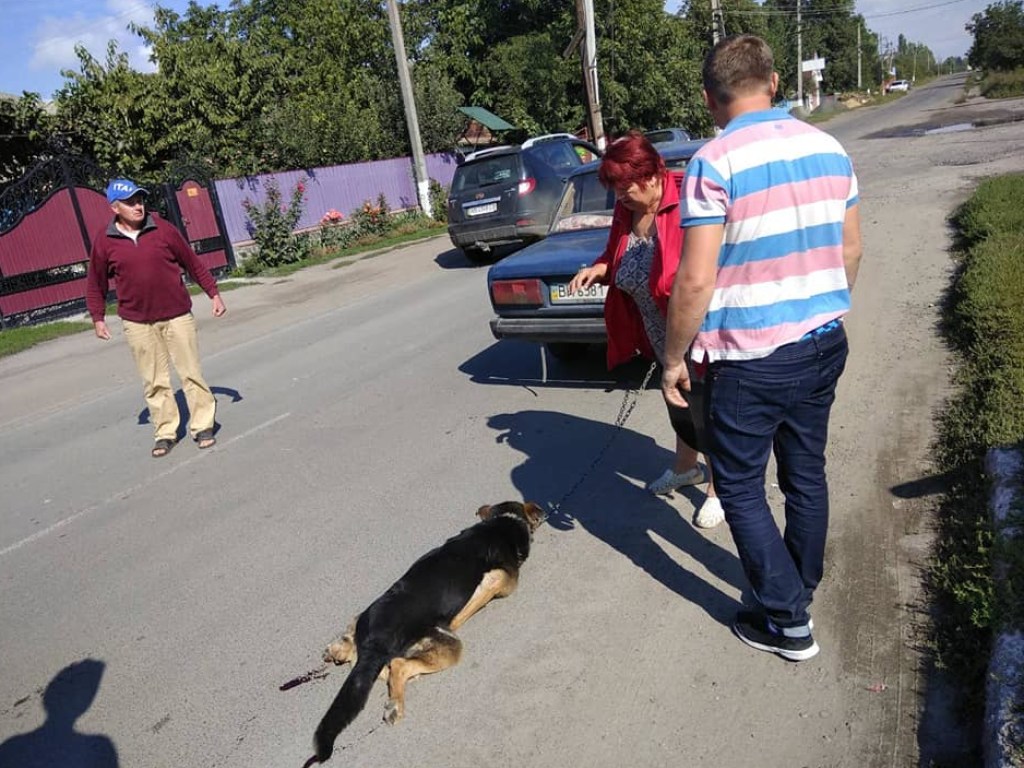 Зверское насилие в Винницкой области: двое привязали собаку к машине и протянули по городу (ФОТО)