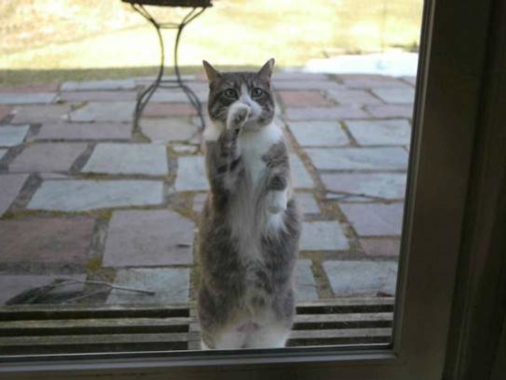 Полезный навык: британец натренировал кота стучать в дверь (ВИДЕО)