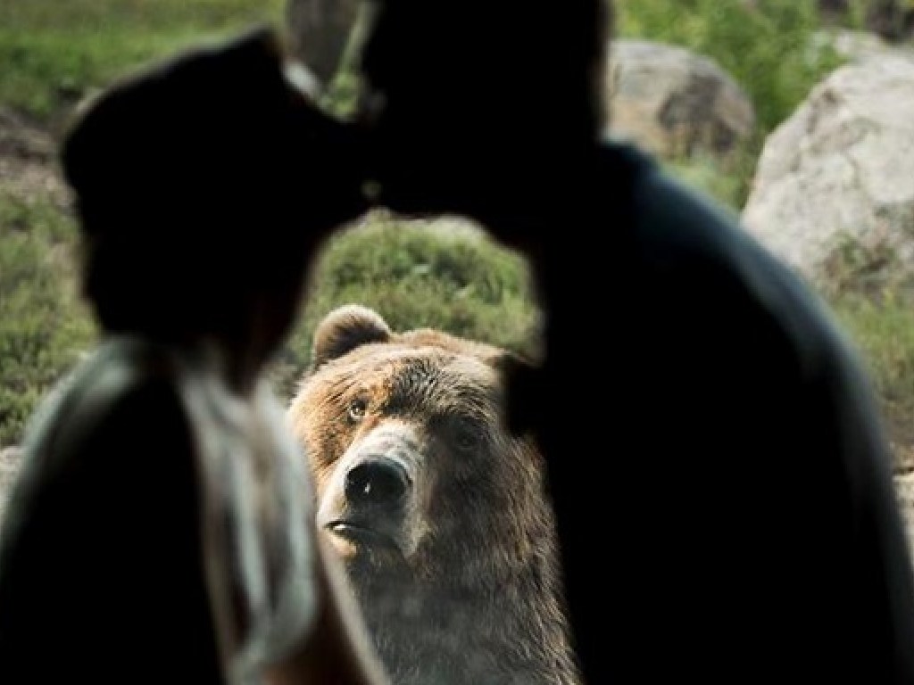 Разбитое сердце: Эмоциональный медведь попал на свадебные фото (ФОТО)