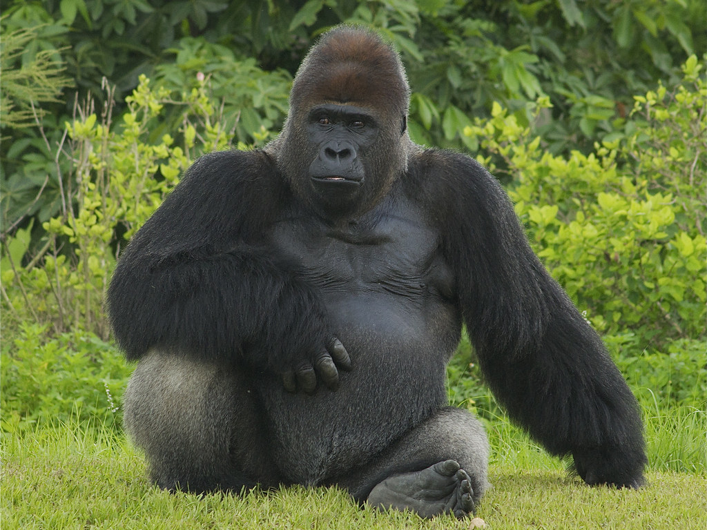Неловкий детеныш гориллы позабавил туристов парка в Уганде (ВИДЕО)
