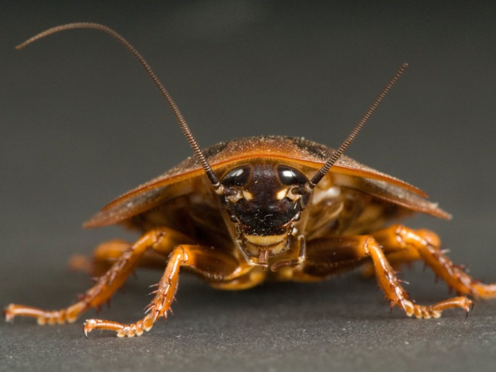 Влез во время сна: Живой таракан несколько дней жил в ухе женщины (ФОТО)