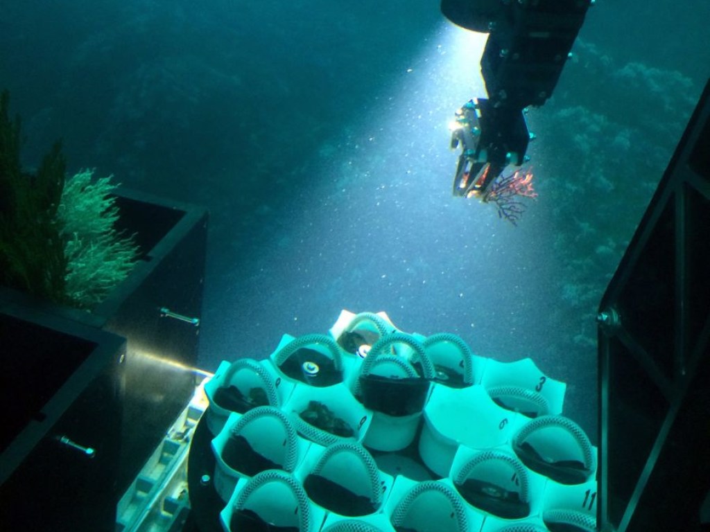 Возле Панамы ученые открыли ранее неизвестный вид кораллов (ФОТО)
