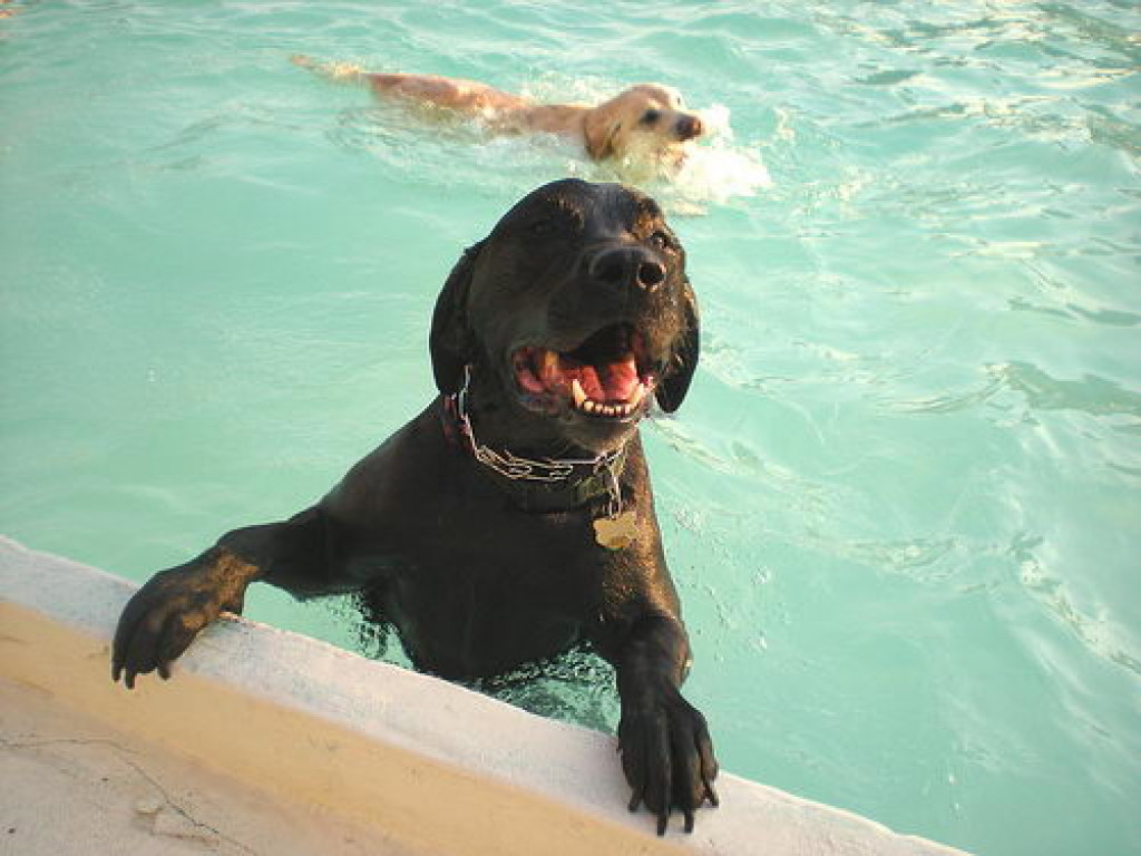 В Германии собакам устроили купание в общественном бассейне (ВИДЕО)