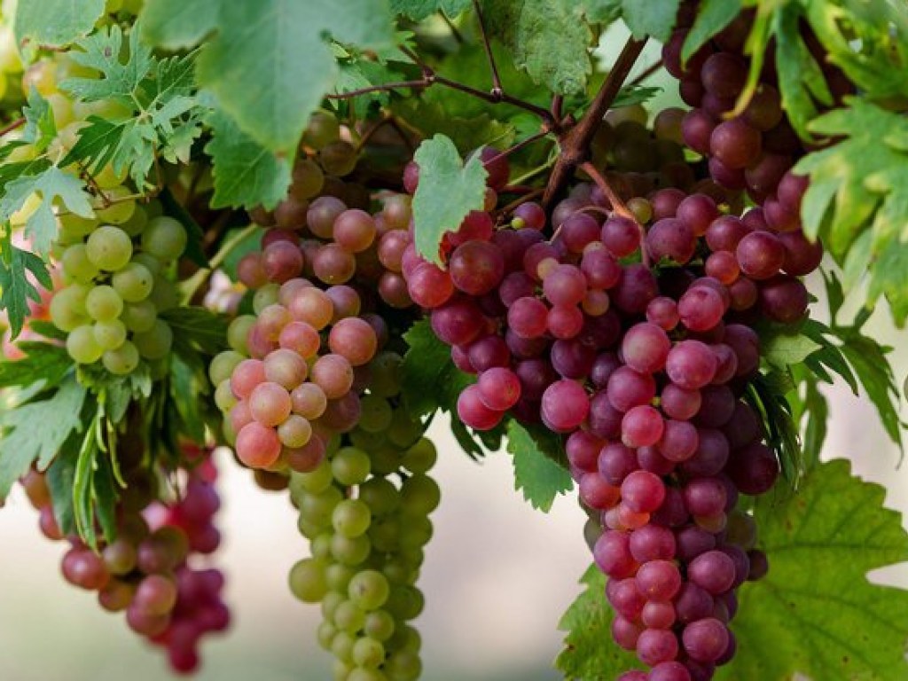Агроном раскрыл секреты правильной уборки дачного винограда