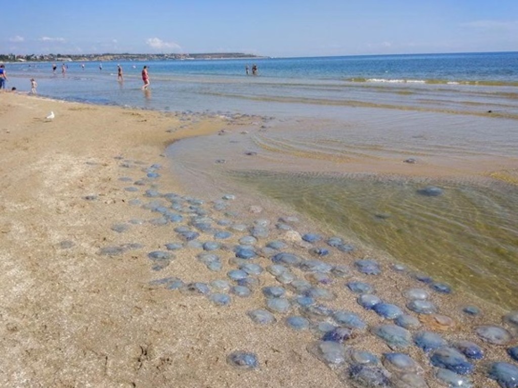 На пляже Одессы началось нашествие огромных медуз (ФОТО)