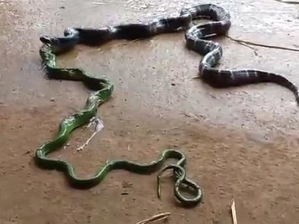 Подавилась обедом: змея выплюнула жертву своего же вида огромных размеров (ФОТО, ВИДЕО)