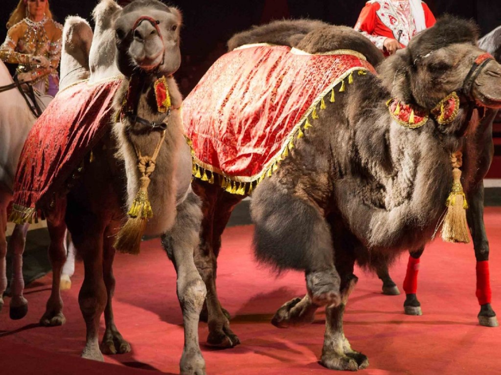 В США от действий неконтролируемого циркового верблюда пострадали 6 детей (ВИДЕО)