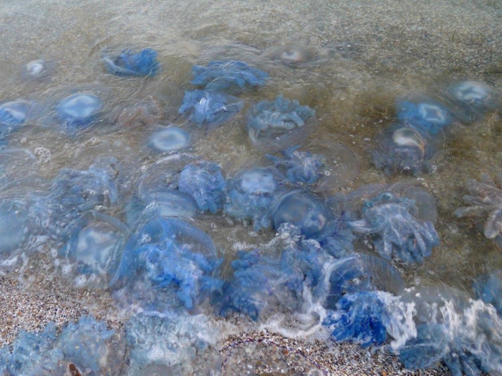 В разгар бархатного сезона: Одесские пляжи атаковали ядовитые медузы (ВИДЕО)