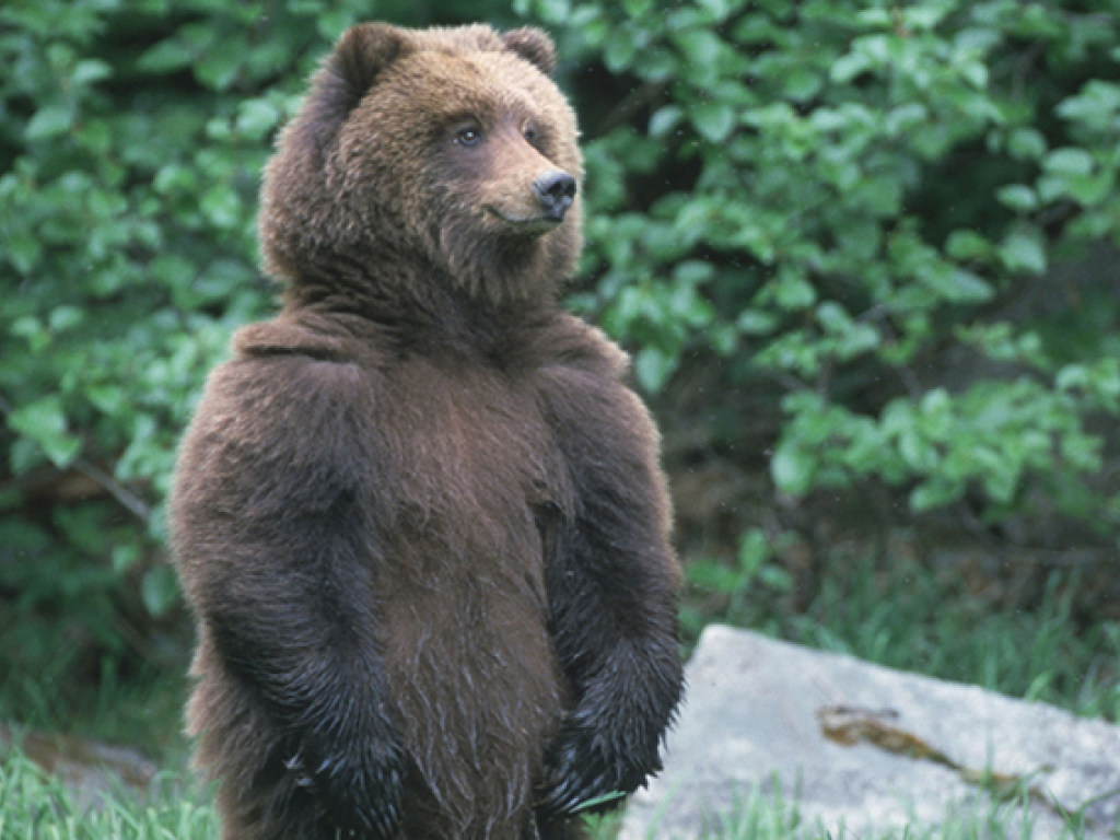 В Чернигове двух медведей из передвижного цирка перевезли в центр реабилитации (ВИДЕО)
