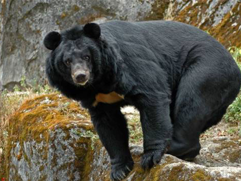 Черный медведь застрял в автомобиле и взволновал Сеть (ФОТО, ВИДЕО)