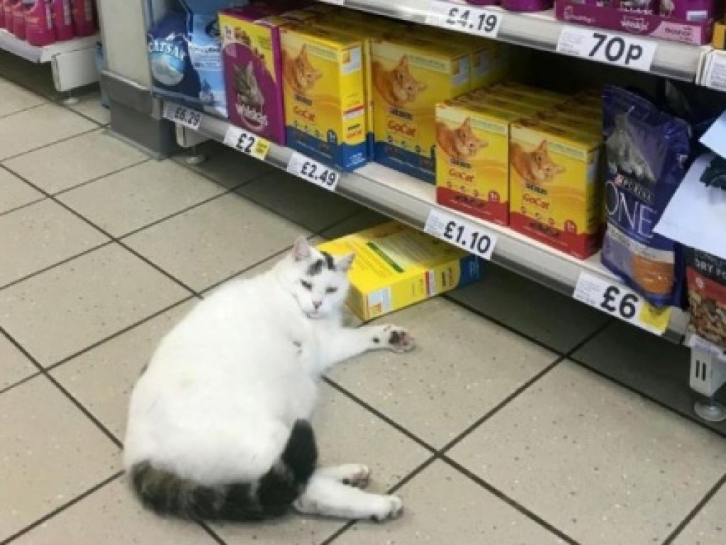 Толстый кот из британского супермаркета стал звездой соцсетей