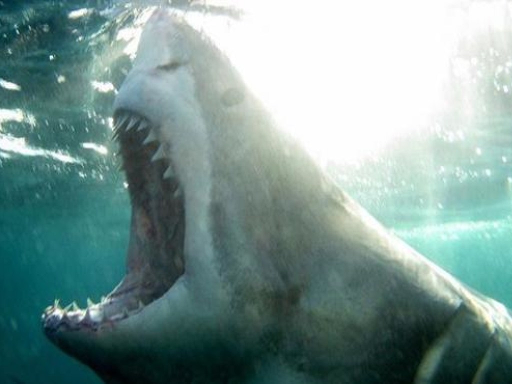 Случайное фото акулы-сатаны вошло в жуткую коллекцию дайверов