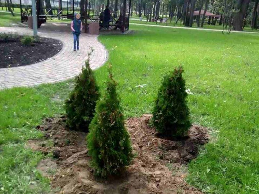 В парке Киева украли недавно высаженные деревья (ФОТО)