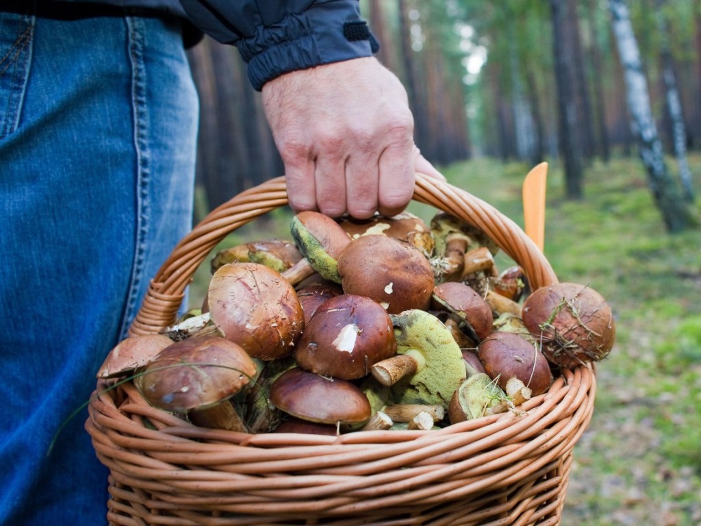 За 9 месяцев в Украине зафиксировали около полутора сотен эпизодов отравлений грибами