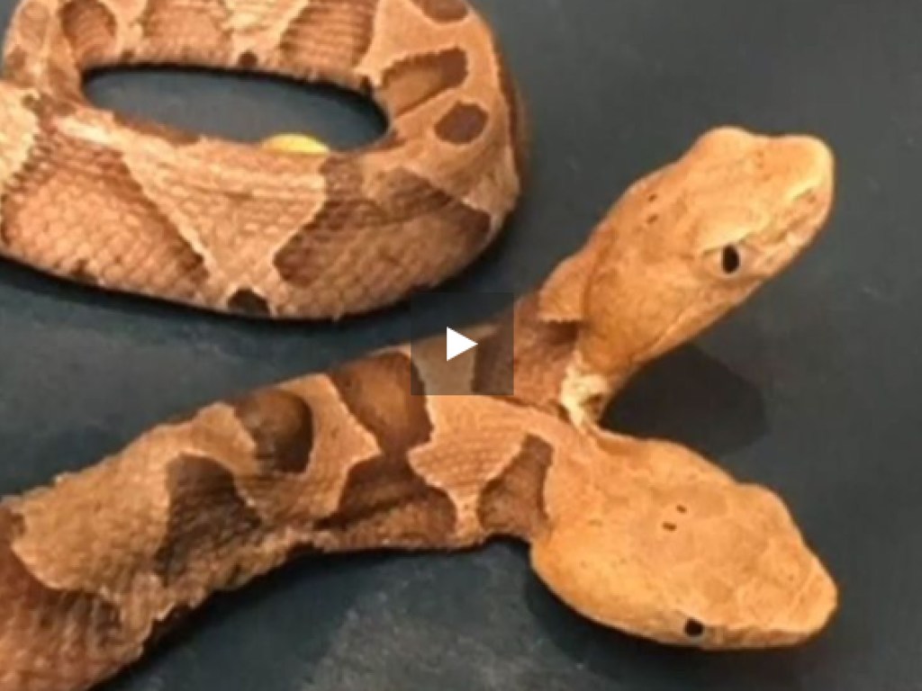 В США женщину испугала двухголовая змея (ВИДЕО)