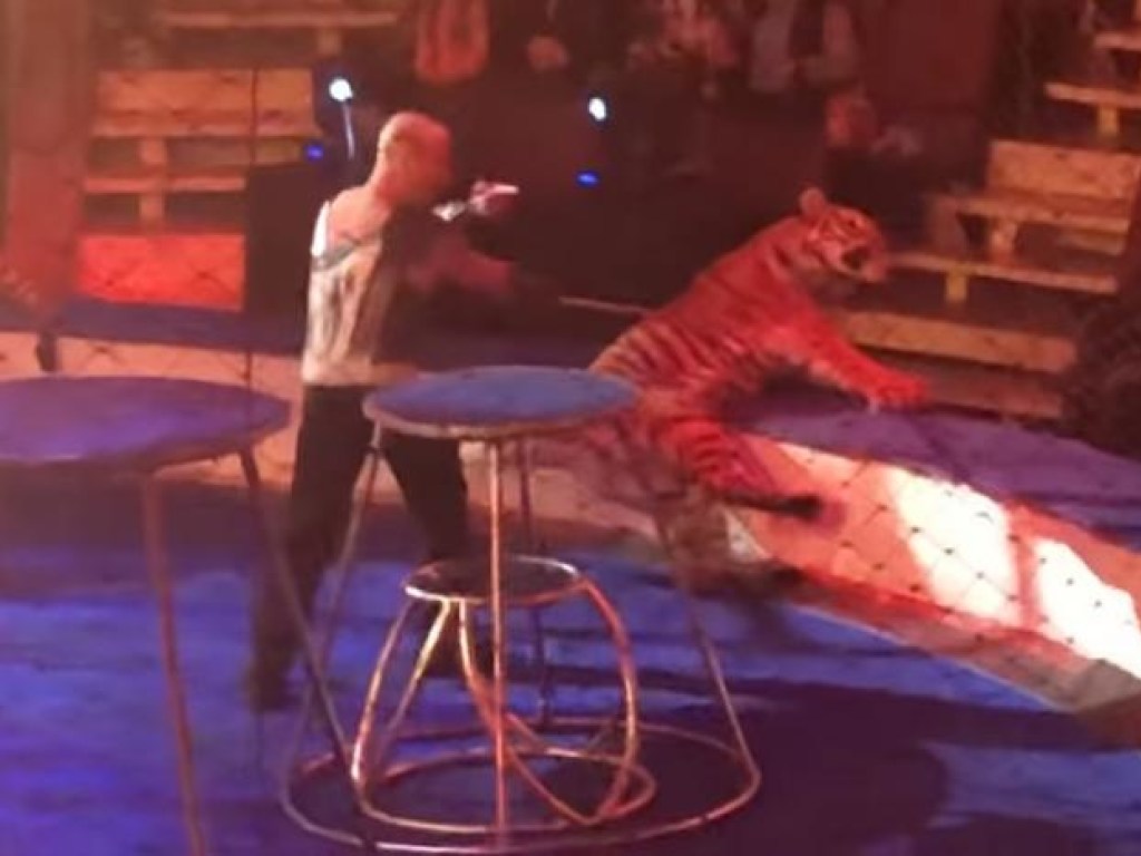 В российском цирке тигр упал в обморок (ВИДЕО)