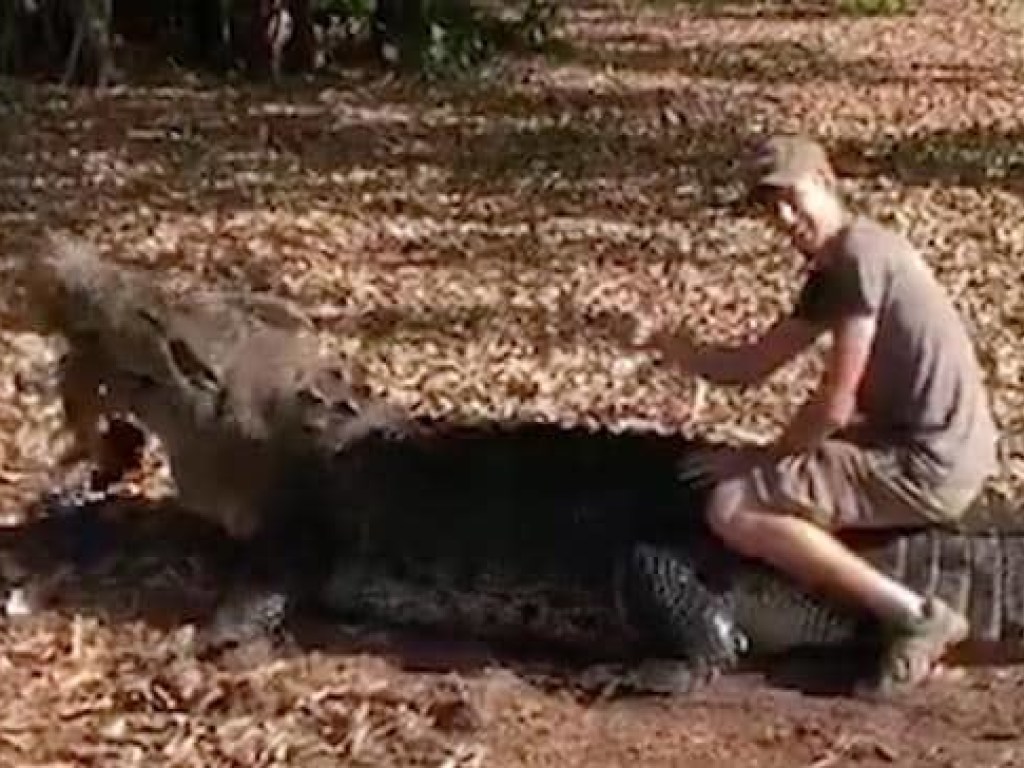 Датчанин оседлал гигантского крокодила и выжил (ВИДЕО)