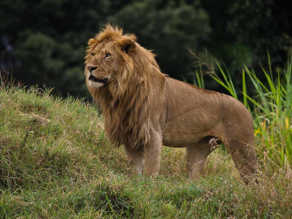 В Индии за короткий срок погибли 11 редких азиатских львов
