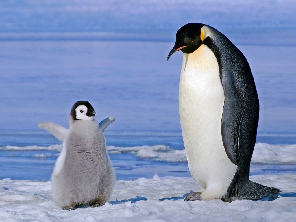 В Дании пара гомосексуальных пингвинов решилась на киднеппинг (ВИДЕО)