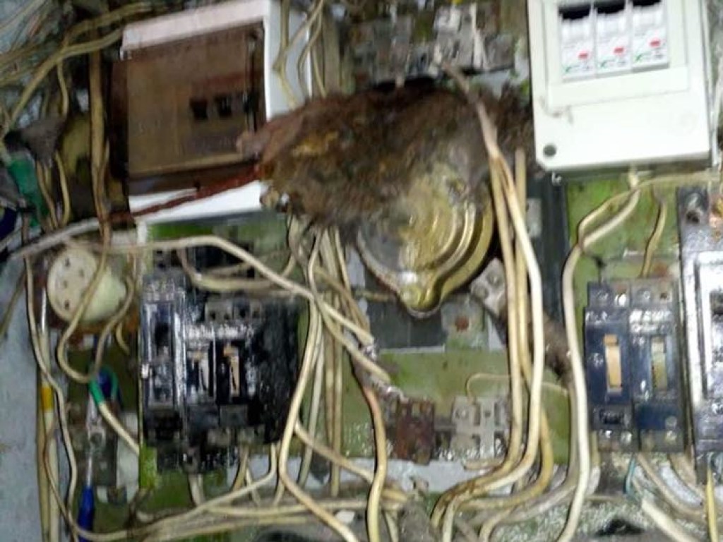 В Киеве огромная крыса залезла в электрощиток и поджарилась на проводке (ФОТО)