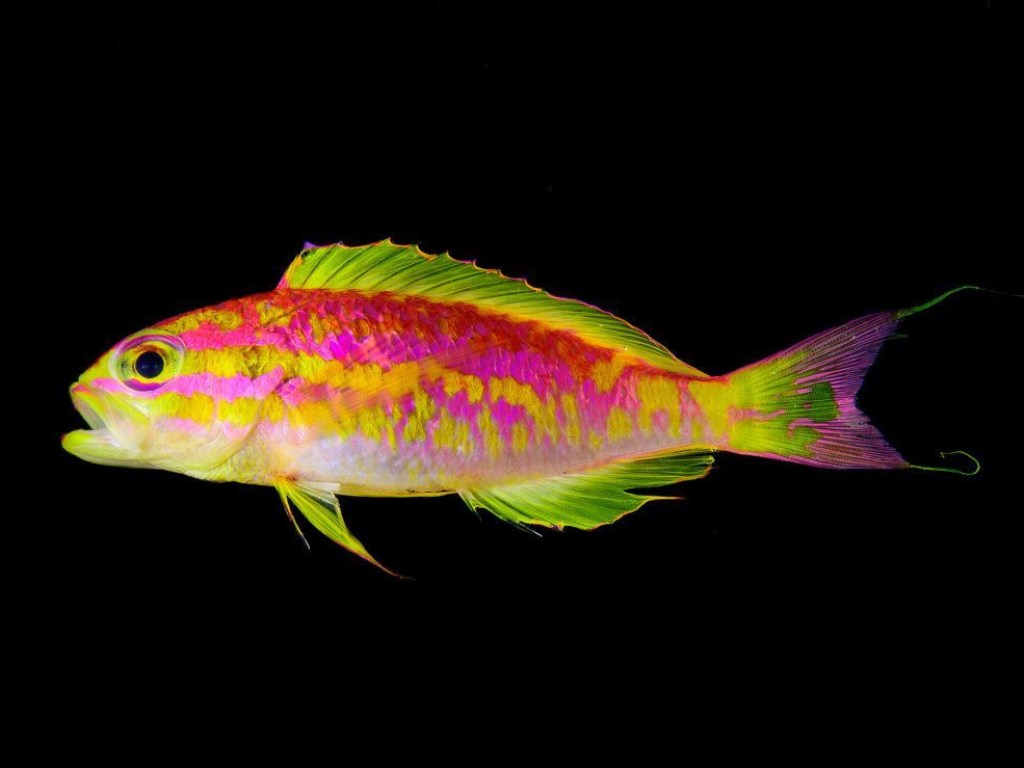 «Неоновые» рыбы: Ученые нашли в Атлантическом океане неизвестный вид морской фауны (ФОТО)