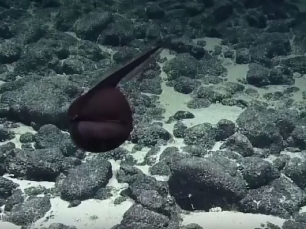 В Тихом океане обнаружили рыбу, состоящую из рта и хвоста (ВИДЕО)