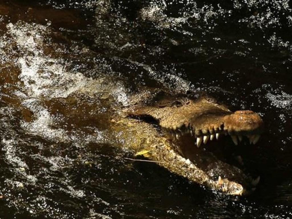 Ради удачного снимка мужчина рискнул жизнью и потянул за хвост огромного крокодила (ВИДЕО)