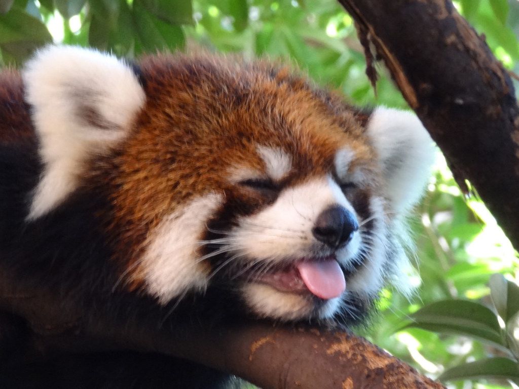 Детеныш красной панды из американского зоопарка покорил Сеть (ВИДЕО)