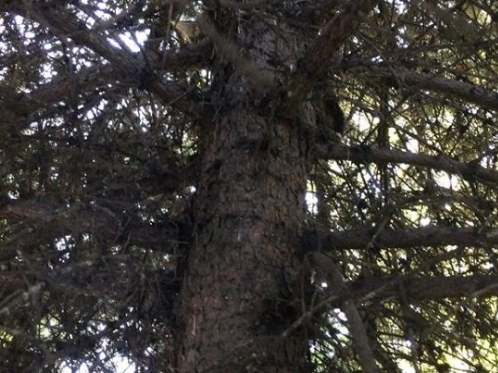 В Запорожье женщина взобралась на елку за котенком (ФОТО)