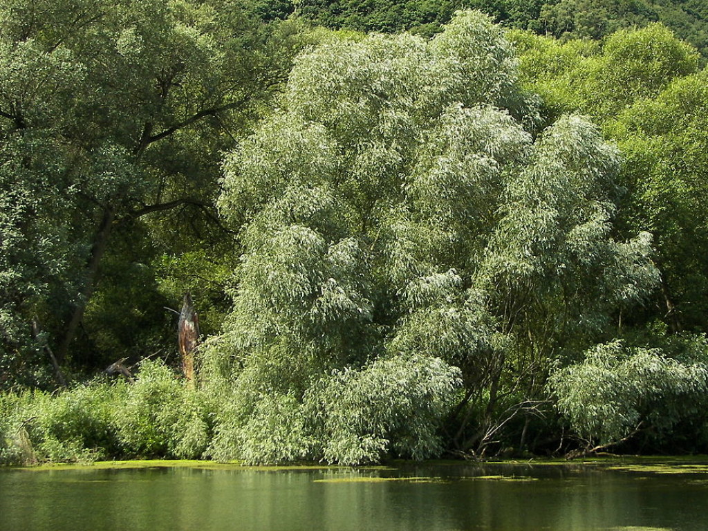 Пролежал более месяца: В кустах возле пруда на Львовщине обнаружили труп голого мужчины