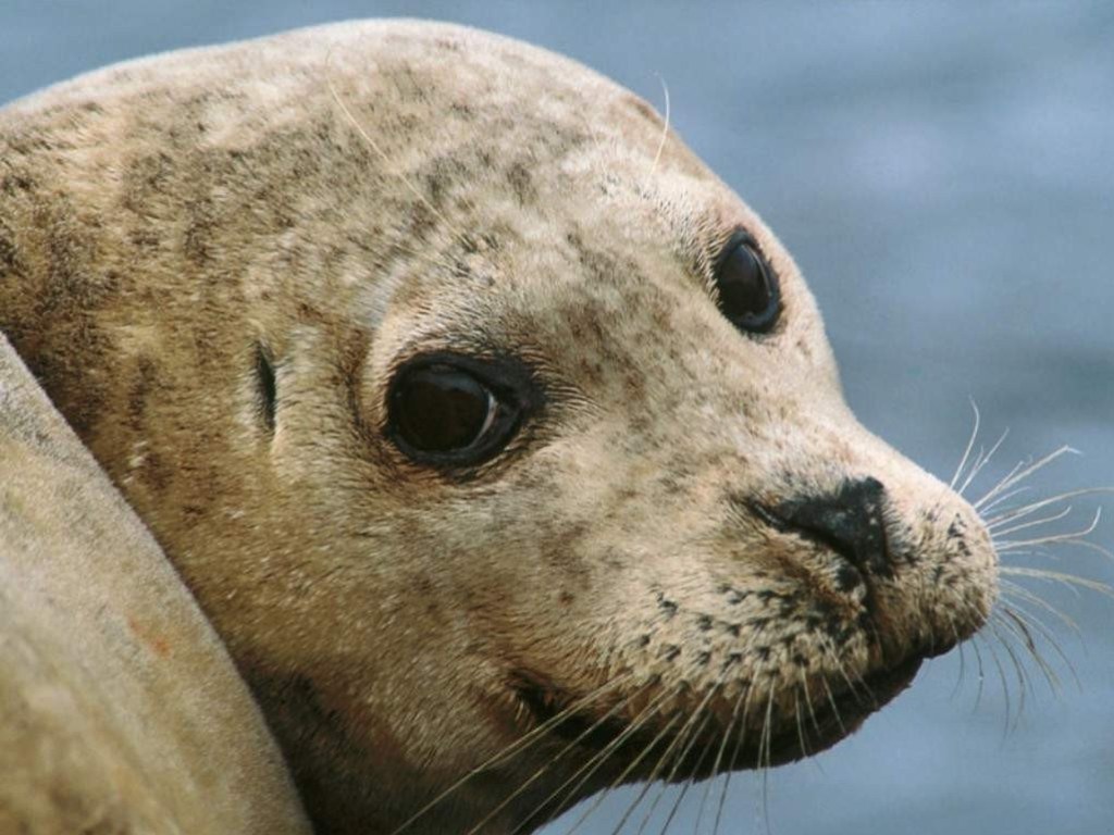 Не подглядывать: Тюлень ударил парня на лодке осьминогом по лицу (ВИДЕО)