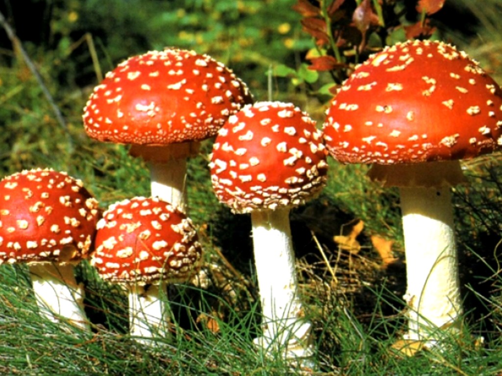 Трое жителей Одесской области отравились грибами