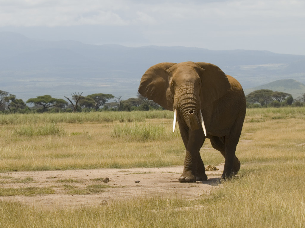 Не получилось сфотографироваться: в Зимбабве слон затоптал туристку из Германии