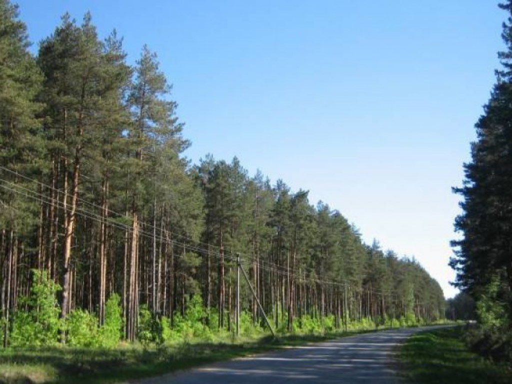 Ушел и не вернулся: на Буковине в лесополосе нашли повешенным 17-летнего парня