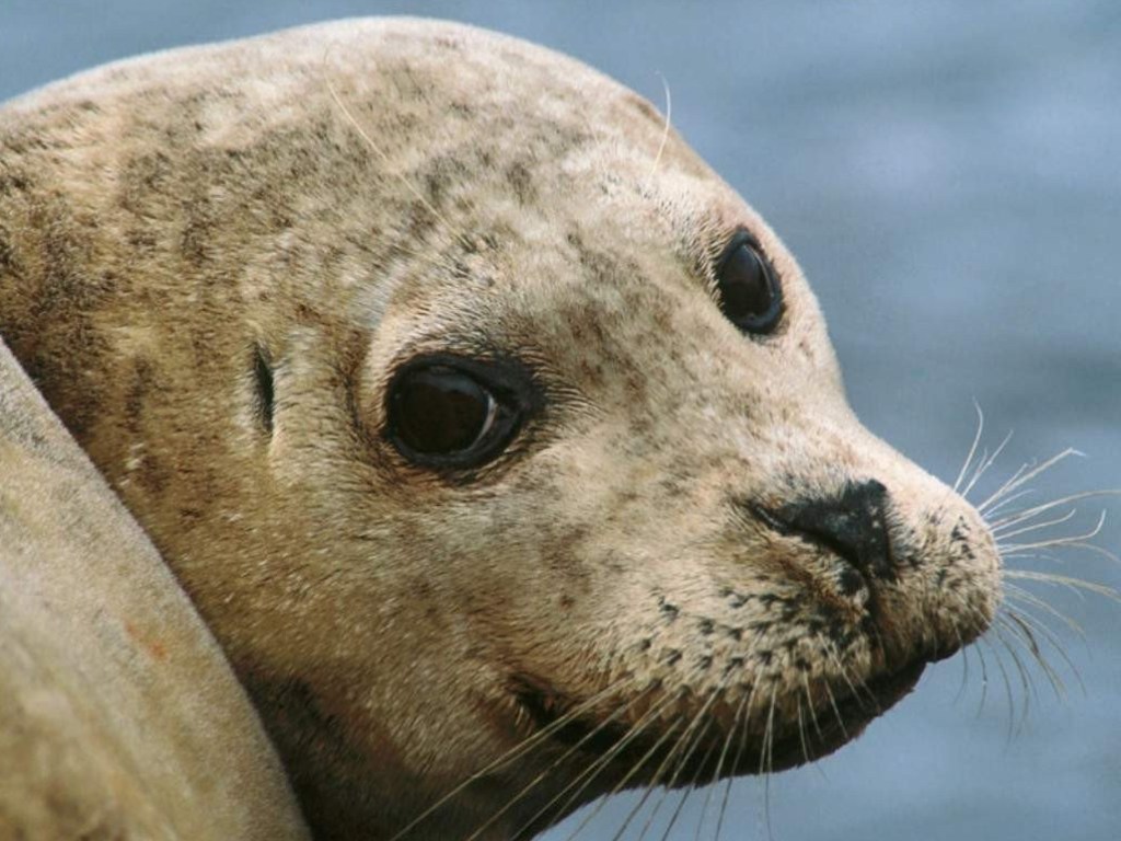 Тюлень из японского океанариума покорил сердца посетителей своим добродушием (ВИДЕО)